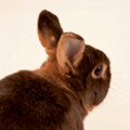 box120_hase.jpg