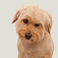 box120_hund_1.jpg