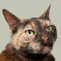 box120_katze_2.jpg