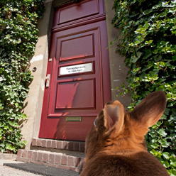 box248_hase_2.jpg