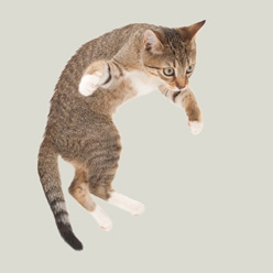 box248_katze_1.jpg